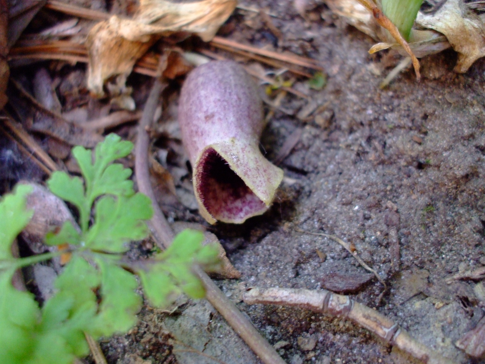 Hexastylis virginica